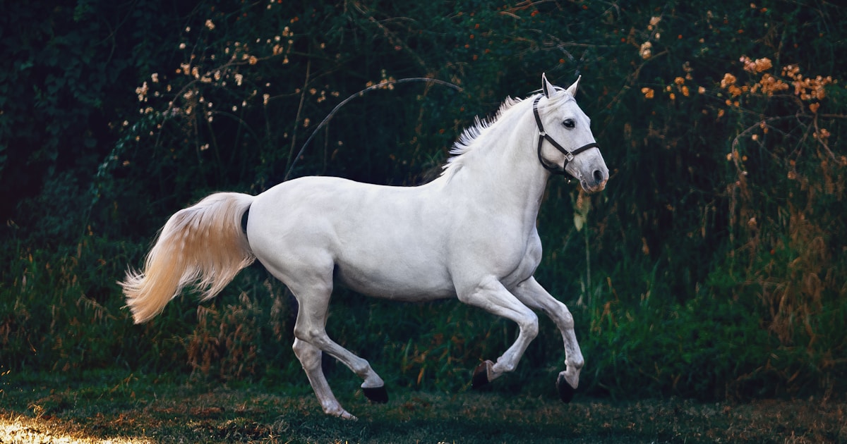 Cheval equitation budget passion equestre